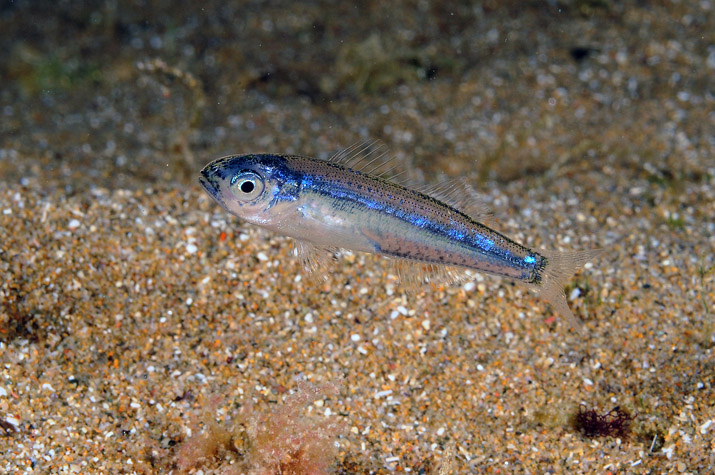 juvenile Pagellus sp.